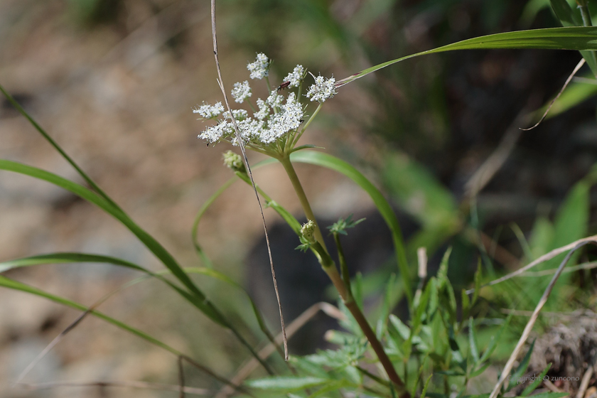 ホソバトウキ花序