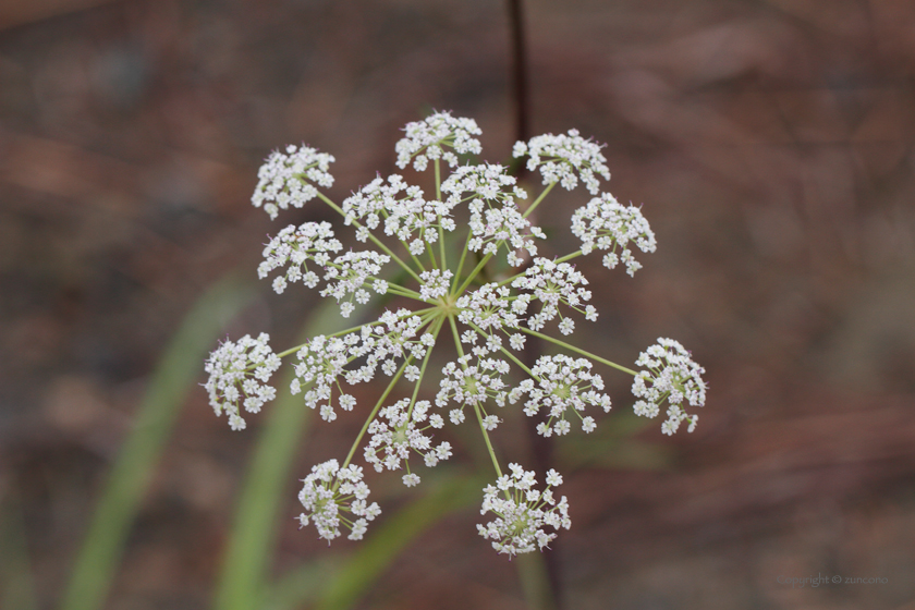 ホソバトウキ花序