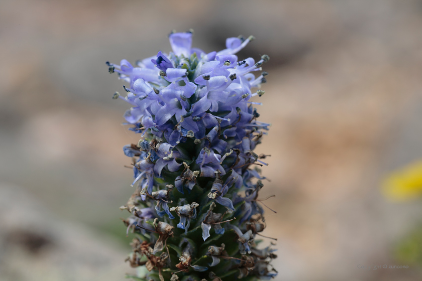 ホソバウルップソウ花