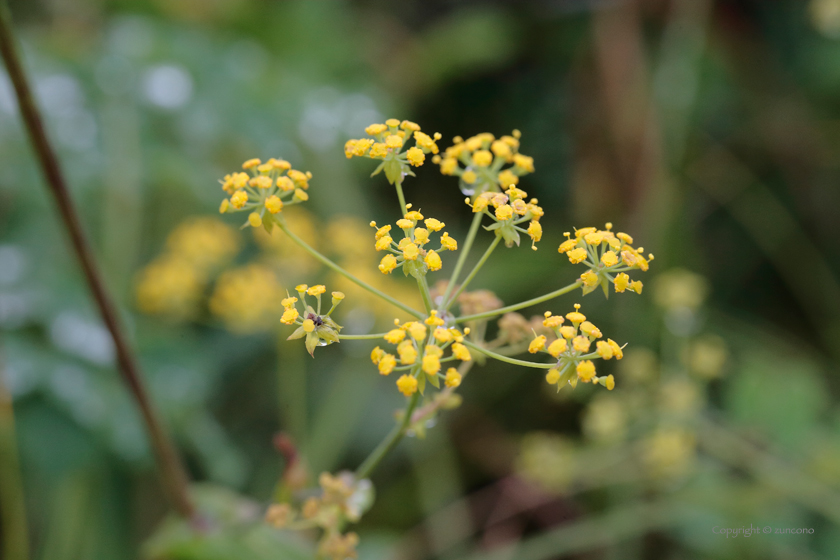 ホタルサイコ花序