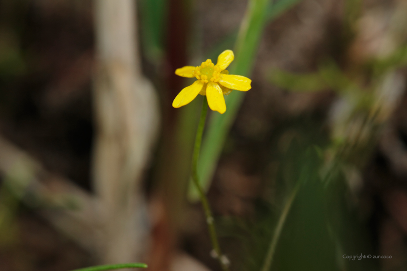 イトキンポウゲ花