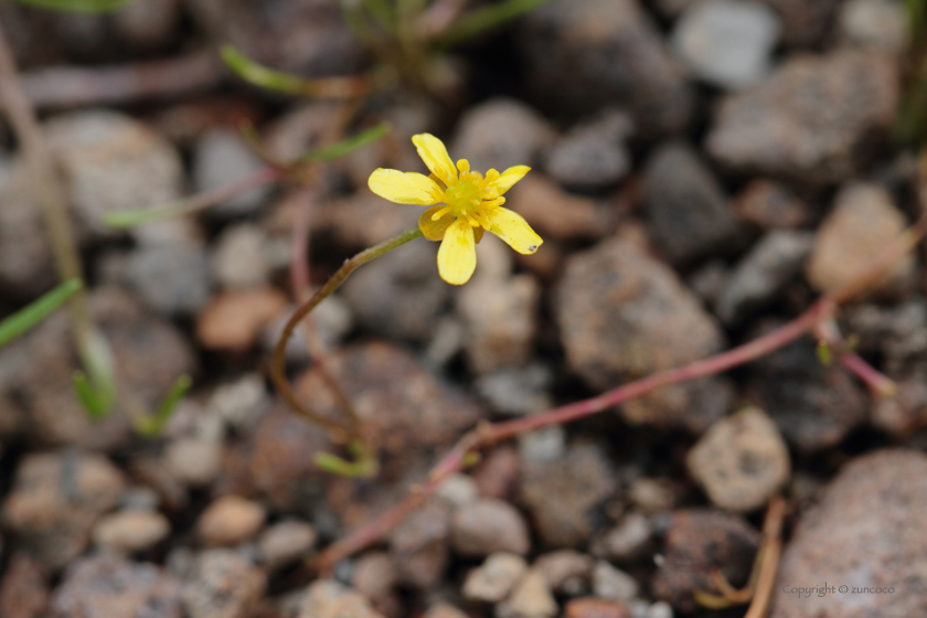 イトキンポウゲ花