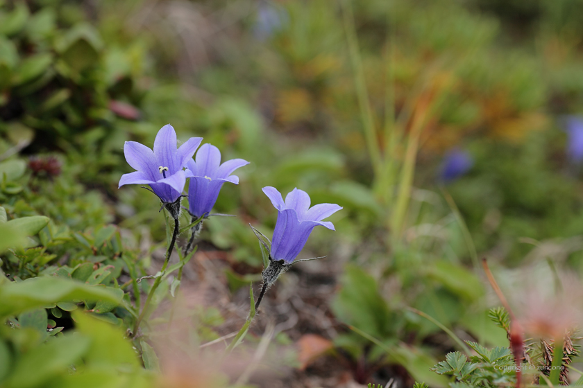 イワギキョウ花