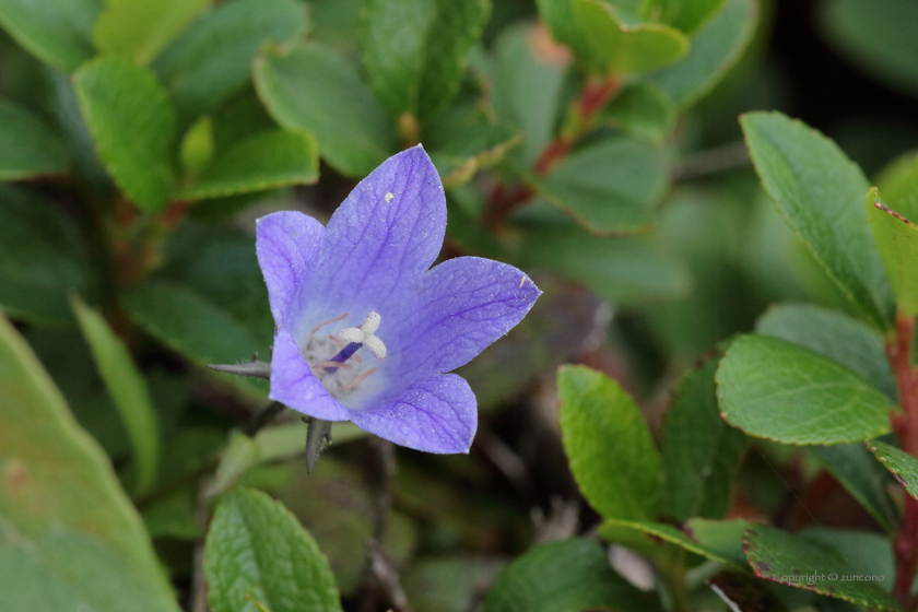 イワギキョウ花