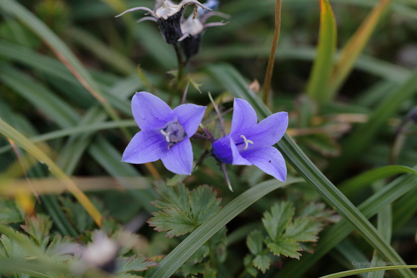 イワギキョウ花冠４裂