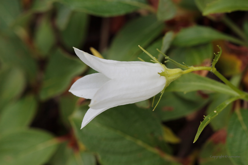 シロバナイワギキョウ花