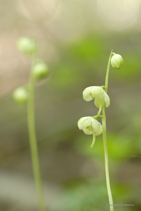 ジンヨウイチヤクソウ花拡大