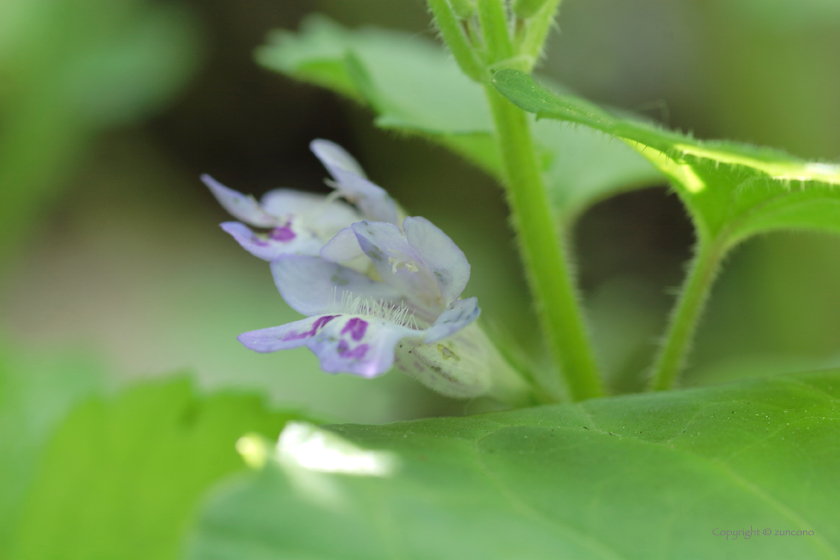 カキドオシ花