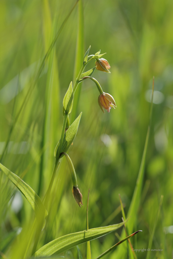 カキラン花