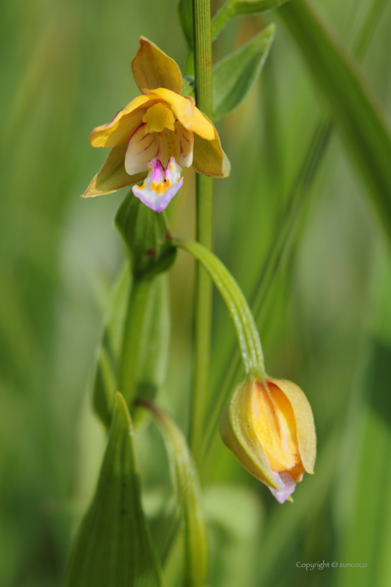 カキラン花