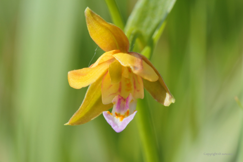 カキラン花