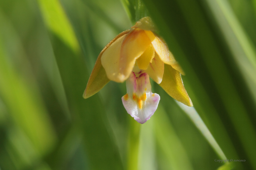 カキラン花