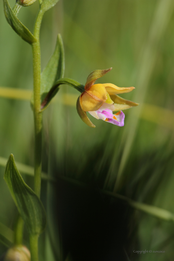 カキラン花