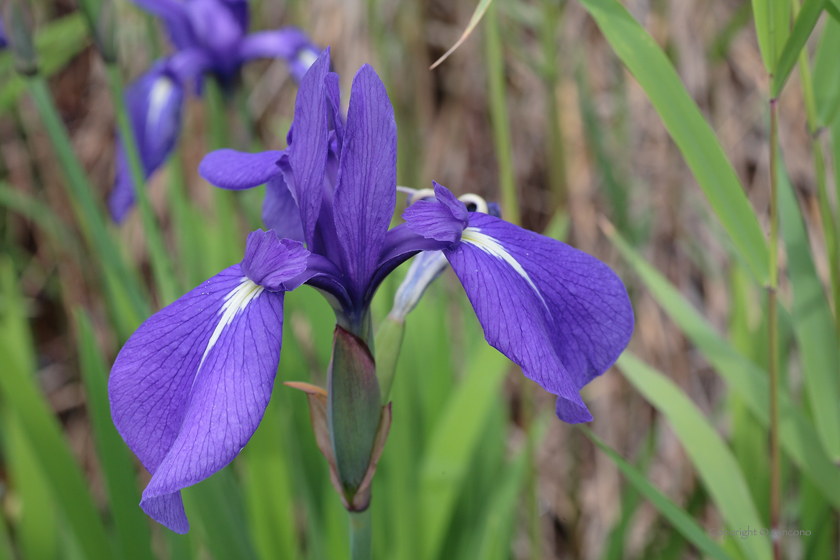 カキツバタ花