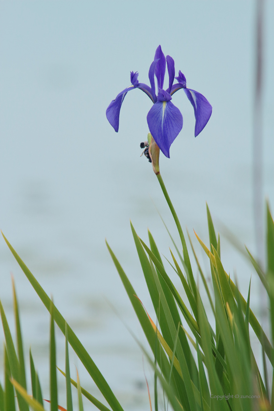 カキツバタ花