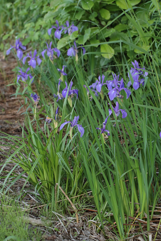 カキツバタ群生