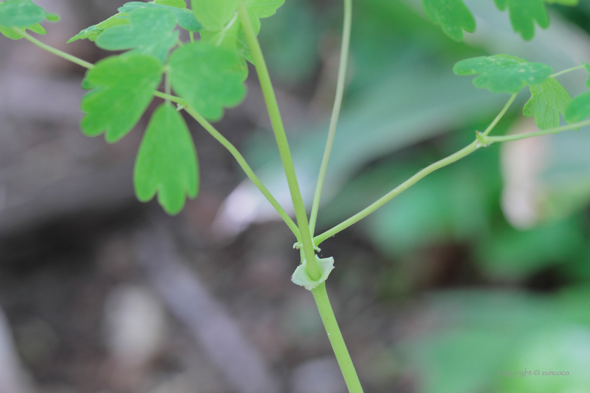 カラマツソウ托葉