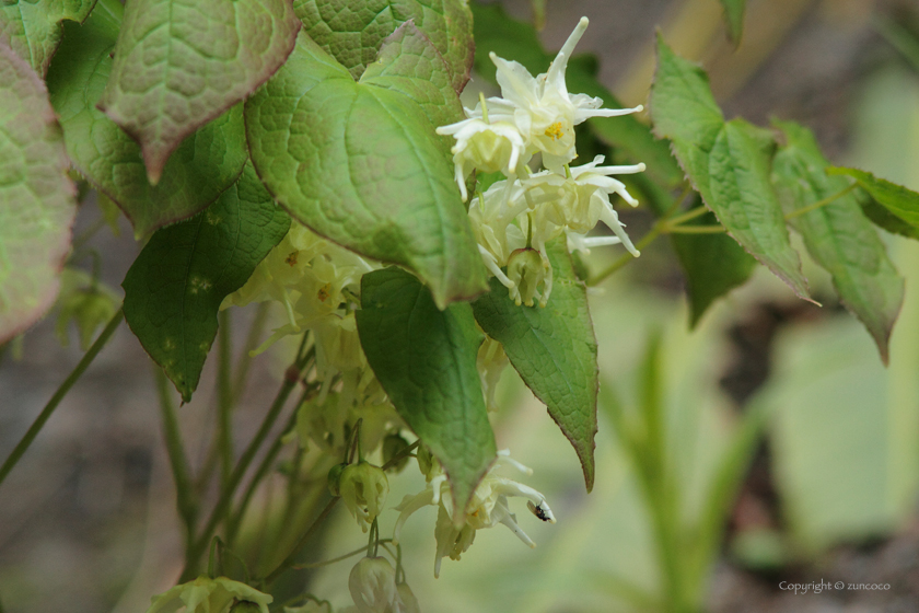 キバナイカリソウ花序