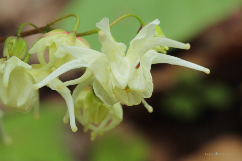 キバナイカリソウ花