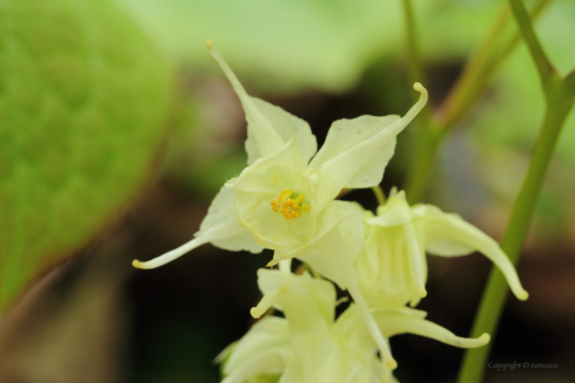 キバナイカリソウ花