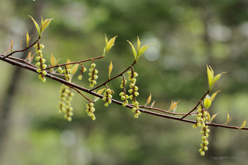 キブシ花序