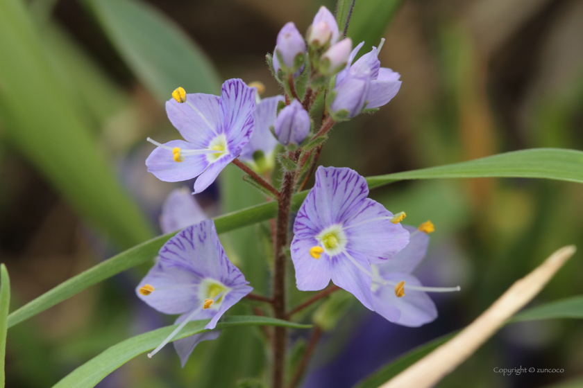 キクバクワガタ花