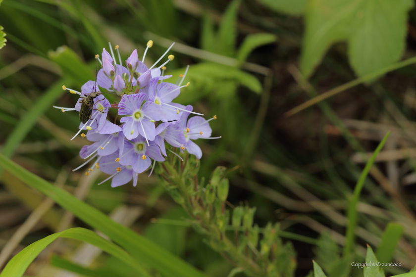 キクバクワガタ花序