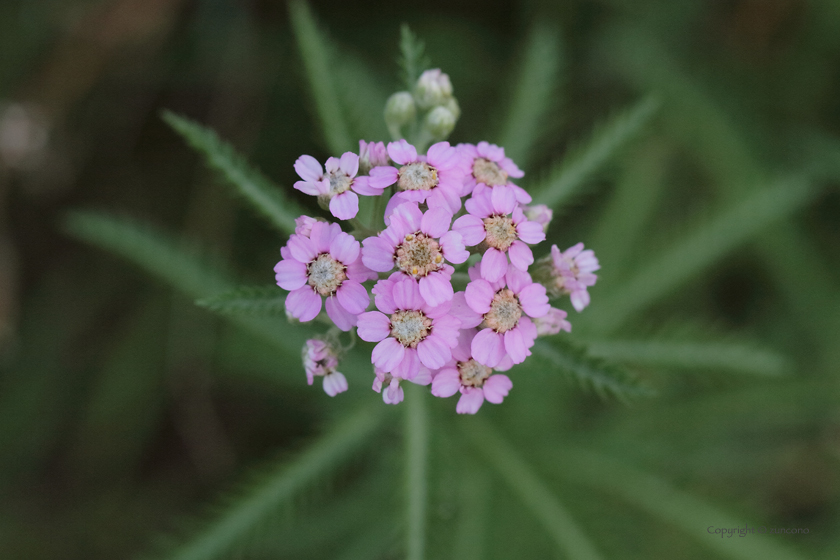 キタノコギリソウ花序