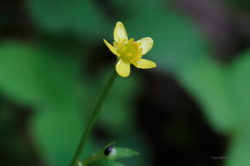 キツネノボタン花