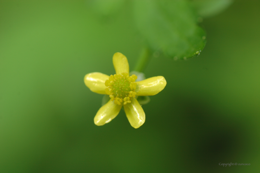 キツネノボタン花