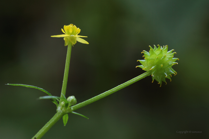 キツネノボタン花