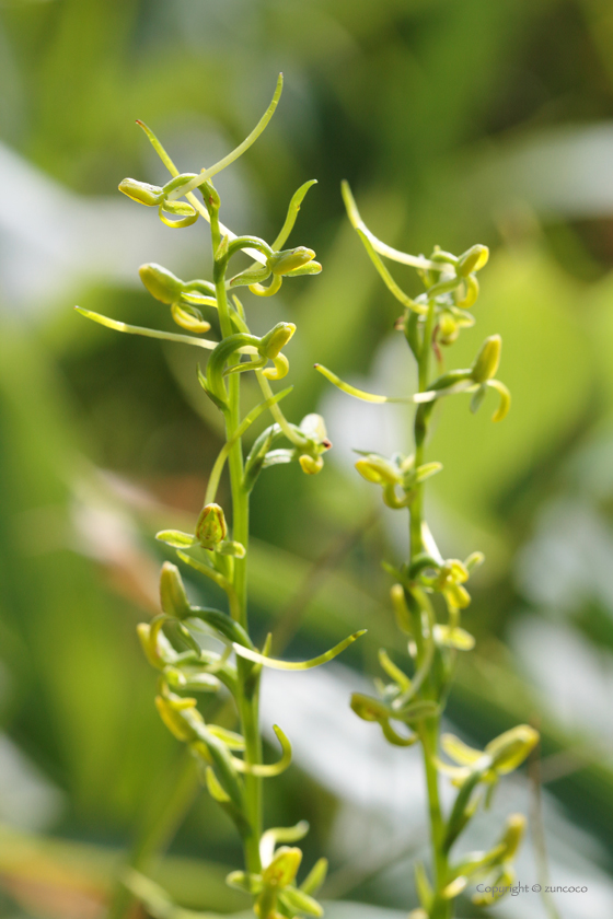 コバノトンボソウ花茎