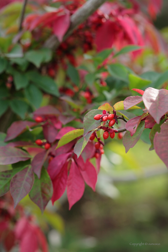 コマユミ紅葉