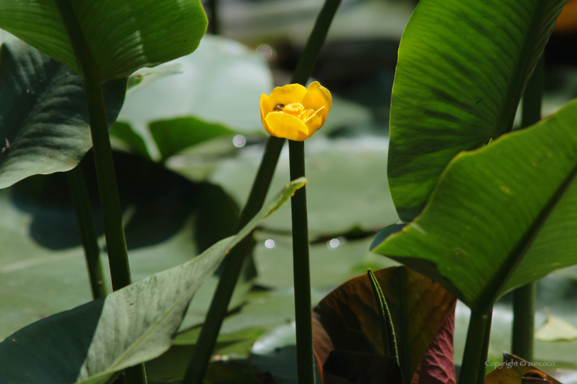 コウホネ花