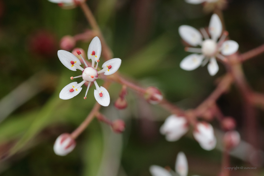 クモマユキノシタ花