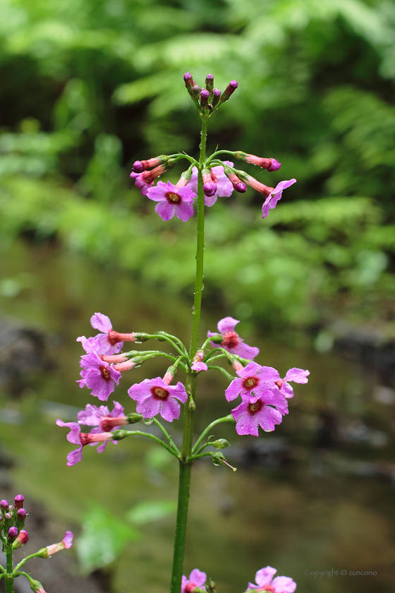 クリンソウ花序