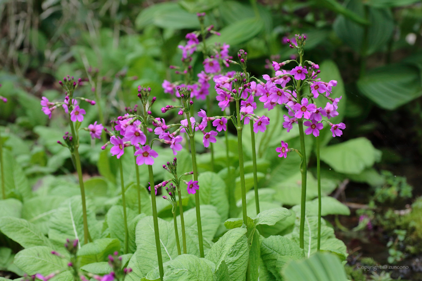 クリンソウ花序