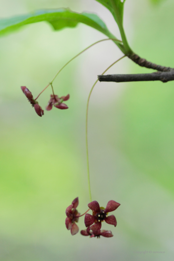 クロツリバナ花