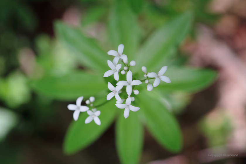 クルマバソウ花