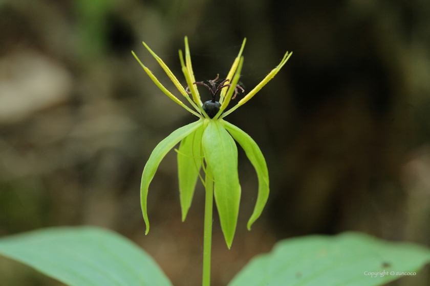 クルマバツクバネソウ花