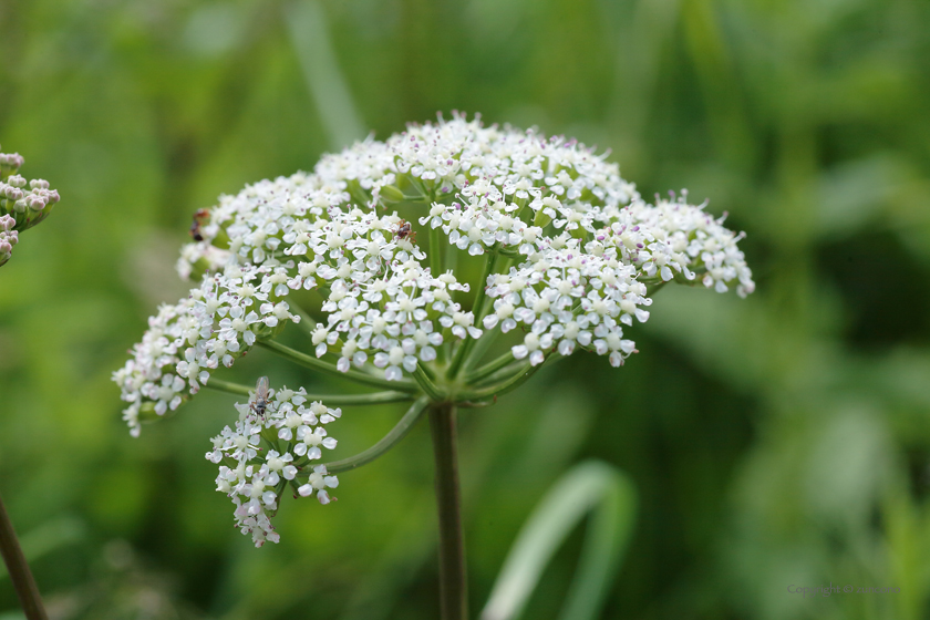 マルバトウキ花序