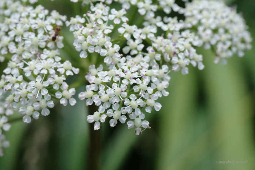 マルバトウキ花