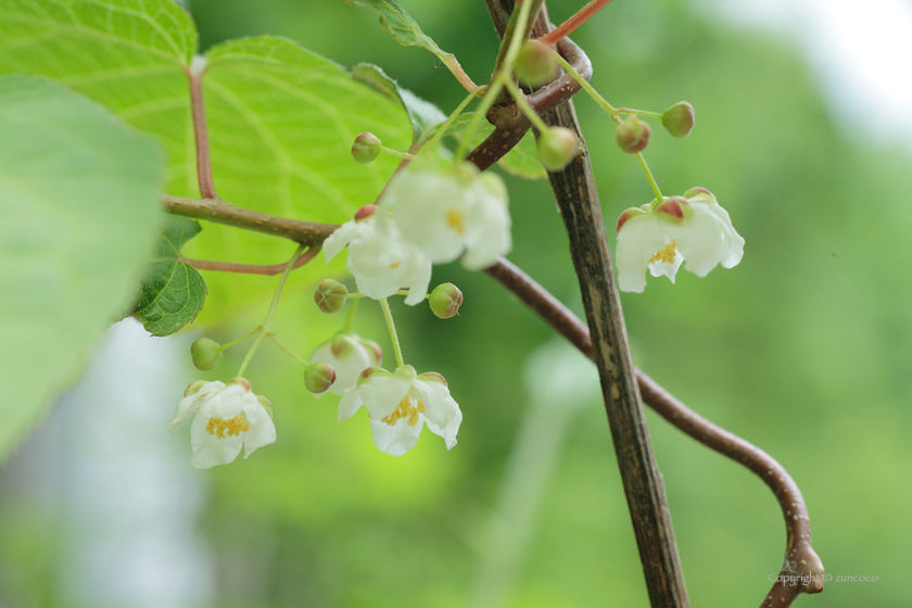 マタタビ雄花