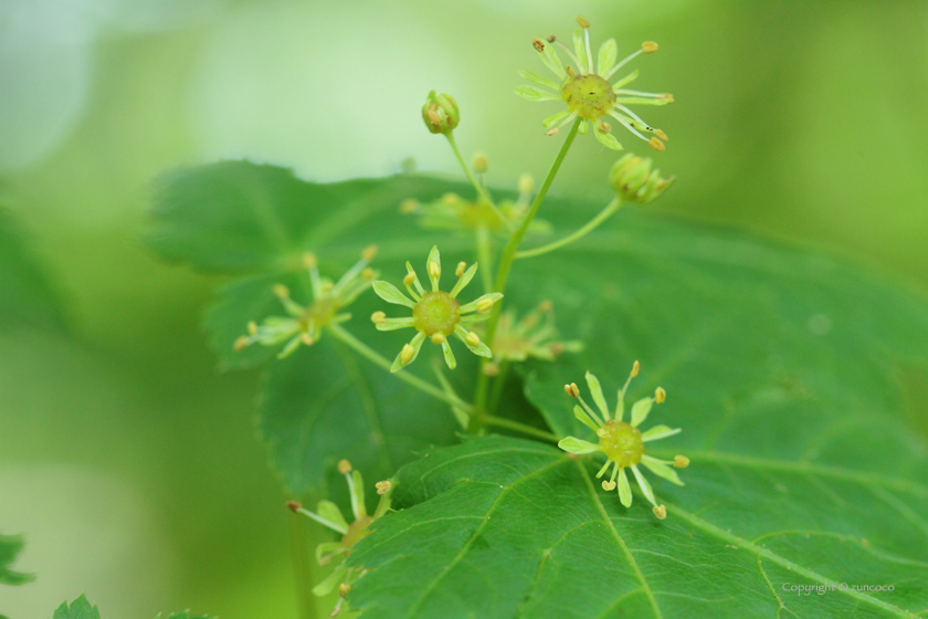 ミネカエデ雄花