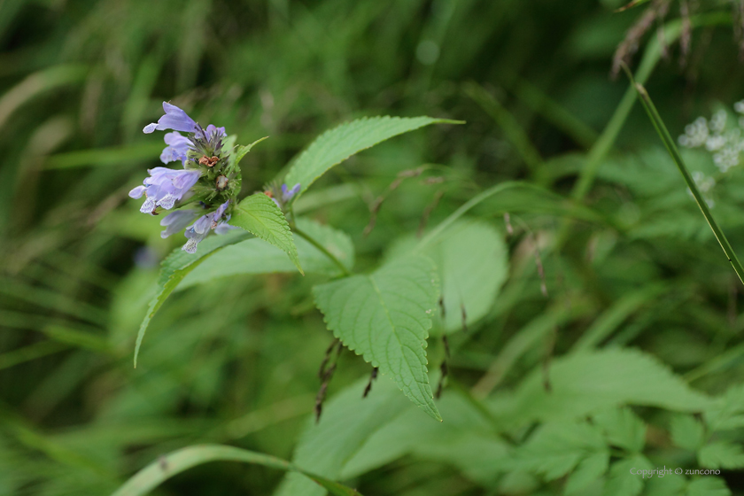 ミソガワソウ花序