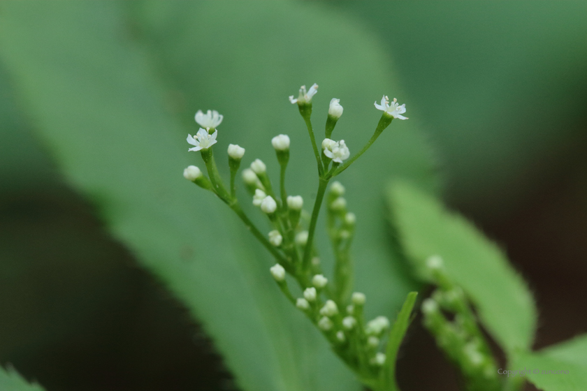 ミツバ花