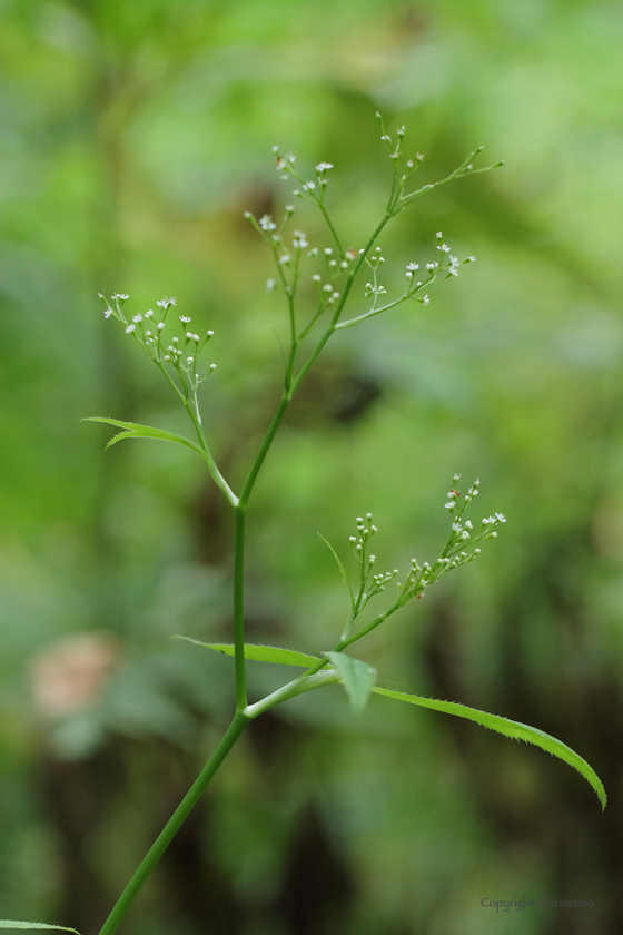 ミツバ花序