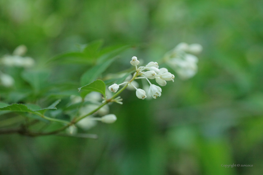 ミツバウツギ花序