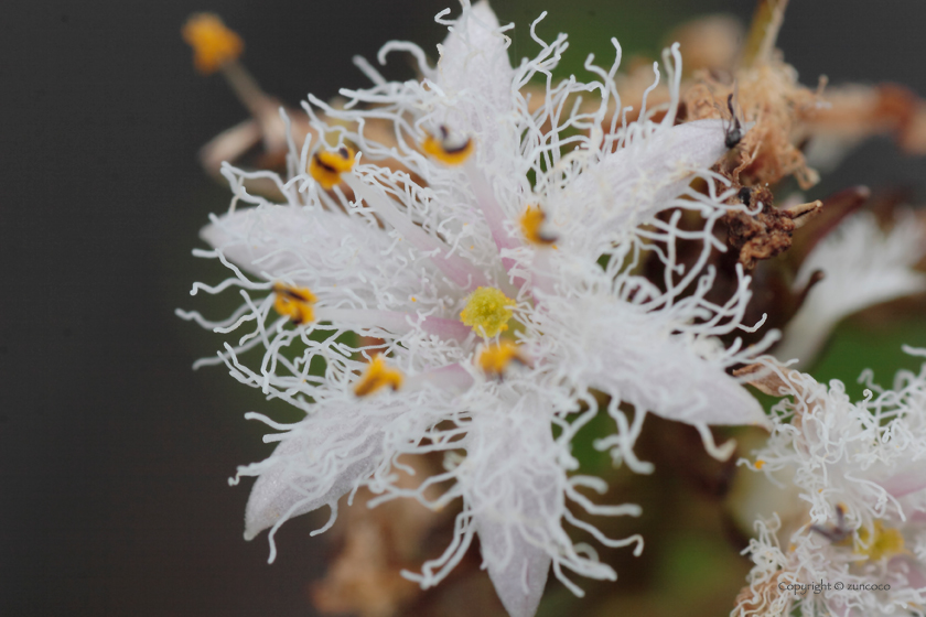 ミツガシワ短花柱花