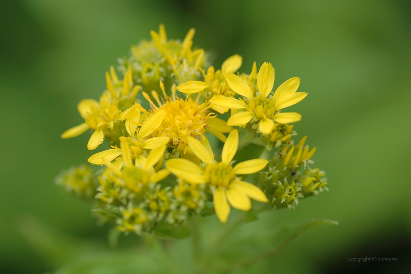 ミヤマアキノキリンソウ花拡大